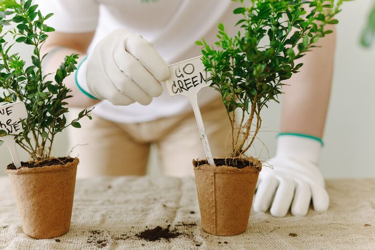 Tips for Creating a Sustainable and Eco-Friendly Home Garden